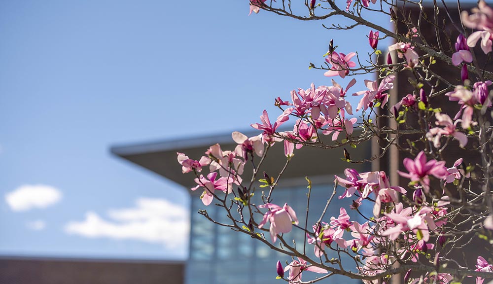 A close-up photo of cherry blossoms with the Sports & Rec Center in the background.