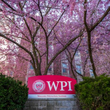 WPI Logo Sign Under Spring Tree in Bloom