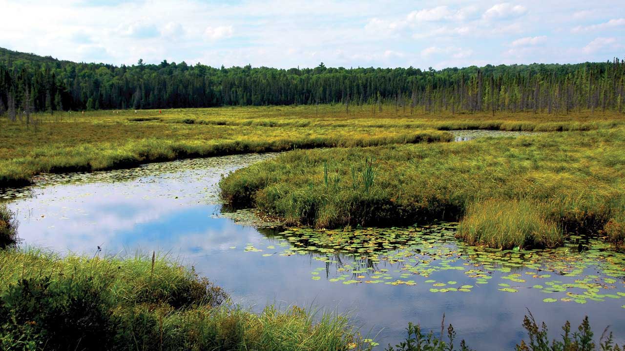 A photo of a wetland lined with trees and a cloudy sky.