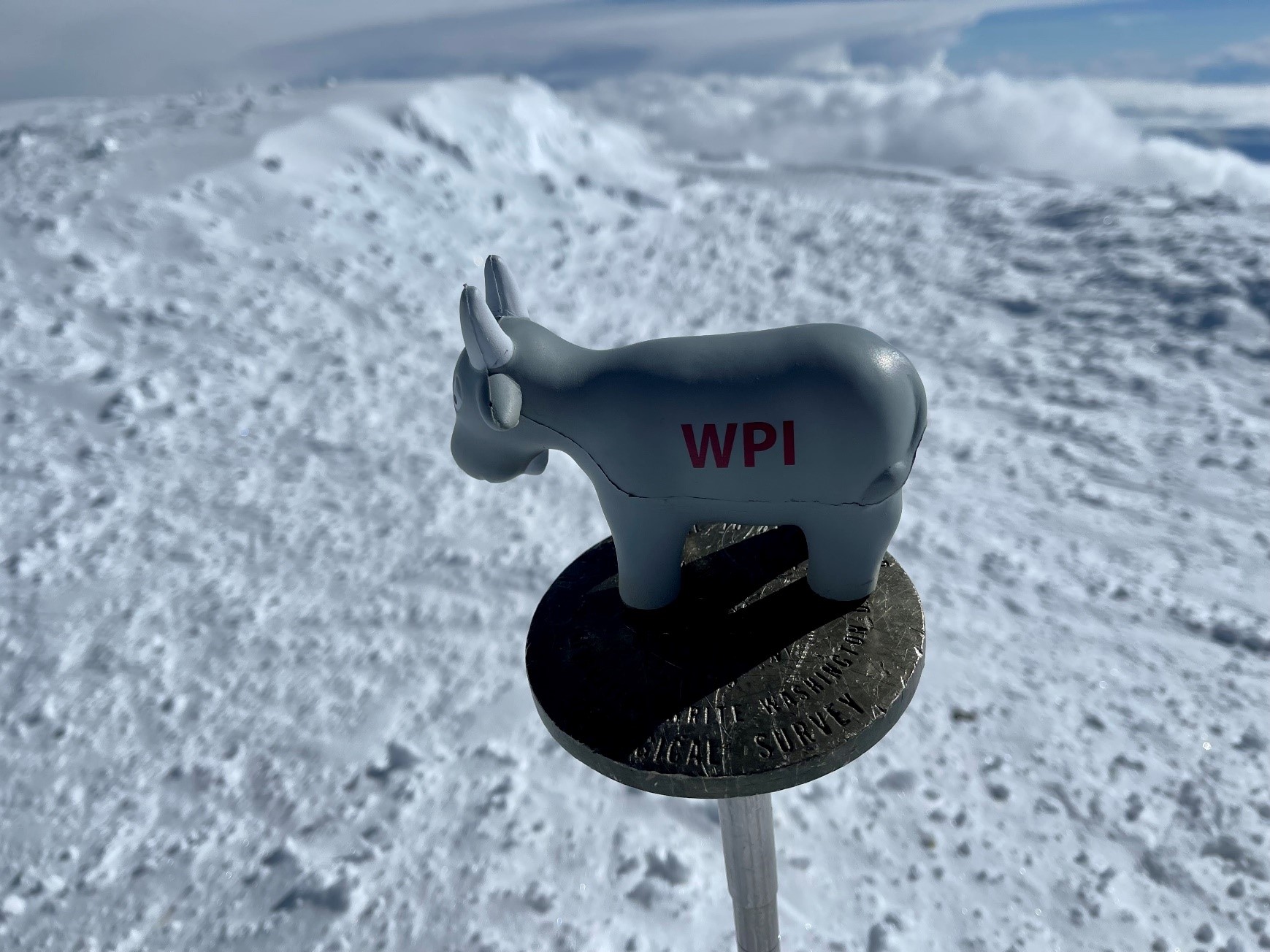 Gompei sits on the summit marker atop Denali, more than 20,000 feet above sea level