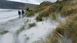 Jessica Desmond, Andrew Egger and Thomas Nuthmann observe a sea lion in the dunes