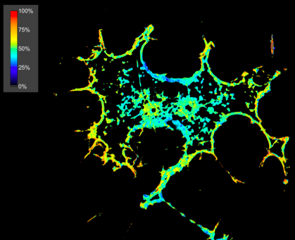 Suzanne Scarlata’s lab uses advanced fluorescence microscopy techniques to study membrane signaling events involving G-protein coupled receptors. In this case FRET images of PC12 cells over-expressing eCFP-Gqα and eCYP-Phospholipase Cβ1. The high FRET intensity at the membrane (yellow/red color) indicates that Gqα/PLCβ1β dimer formation at the plasma membrane.