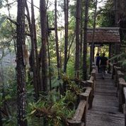 Members of the Thailand IQP team traverse a walkway through the forest.