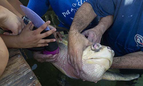sea turtle prosthetic flipper