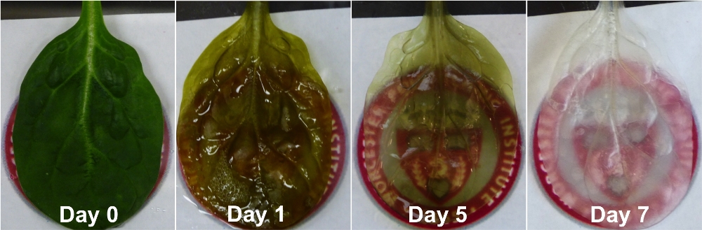 Spinach Leaf Time-Lapse