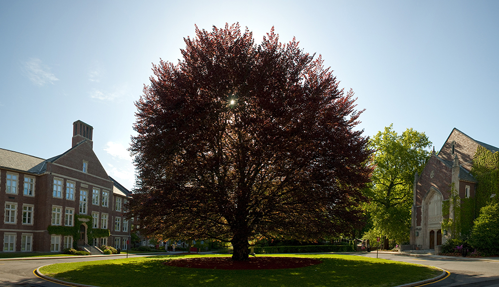 A photo of the beech tree in the middle of campus, with the sun shining behind it.