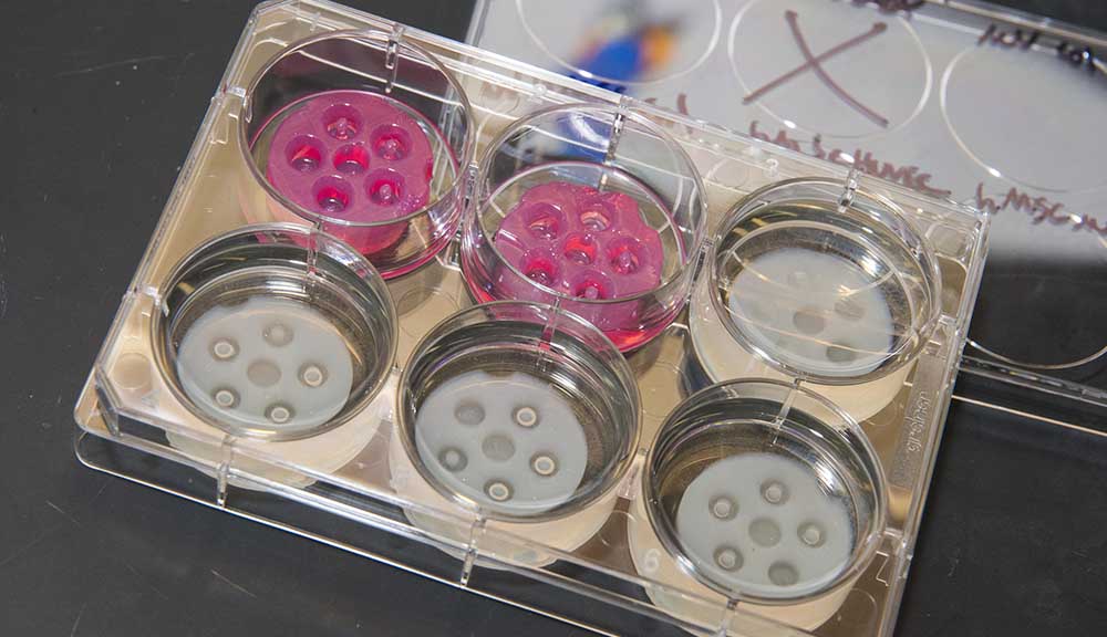 A close-up of some dishes in a lab, some holding clear items and some holding pink items.