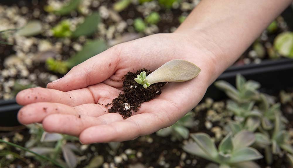 A close-up photo of a hand holding a sprout with soil behind it.