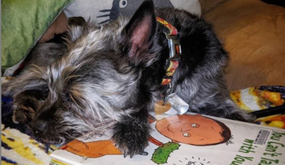 A black and white dog takes a nap on top of a children's book.