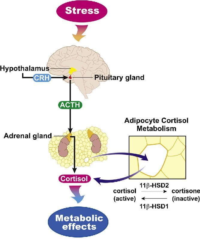 Diagram - Dysregulation and Cortisol Activity in Obesity: A Systematic Review
