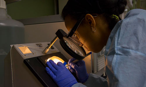 WPI Student doing research in a lab