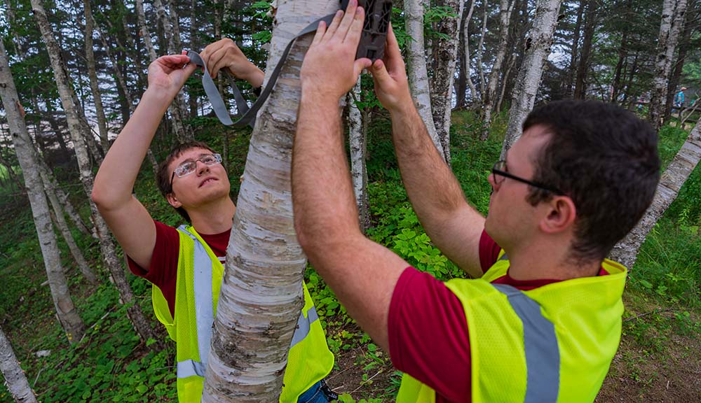 Two students attach a device to a tree as part of their project in Acadia National Park.