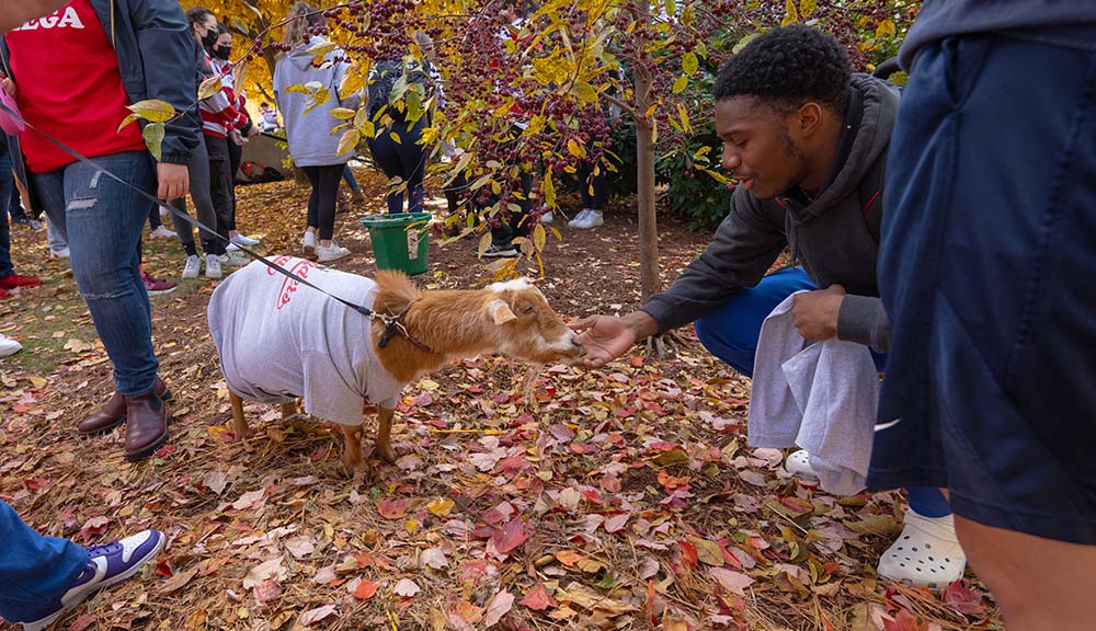 A student feeds a goat on campus during Founders Day celebrations.