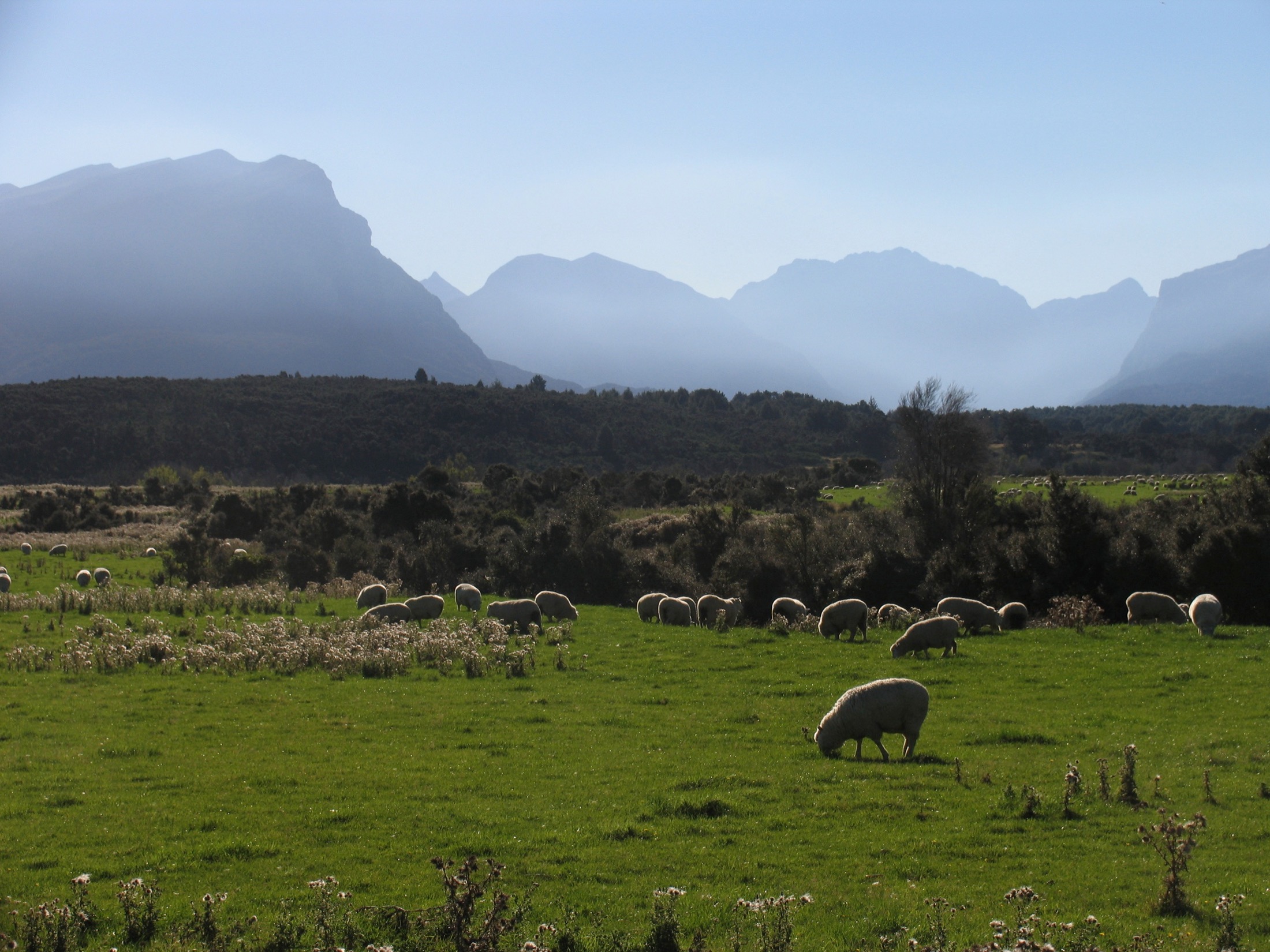 mountains and sheep in New Zealand