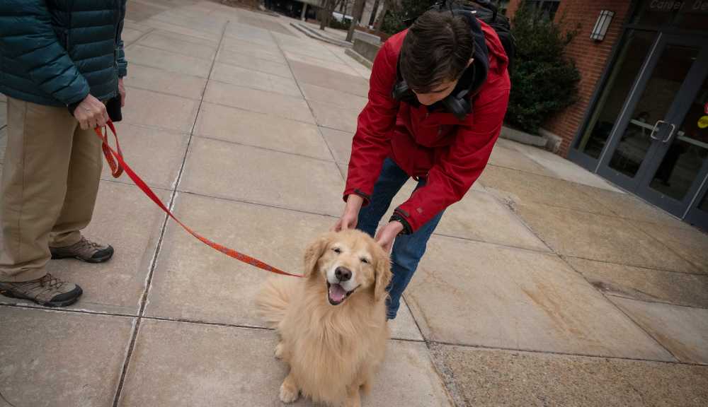 A student pets Abby the therapy dog.