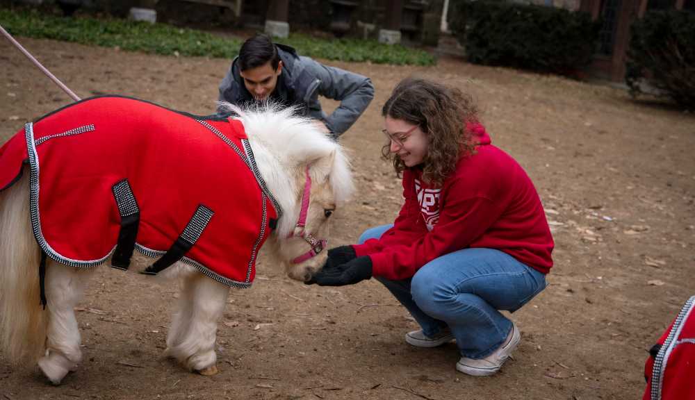 A student feeds a miniature horse on campus.