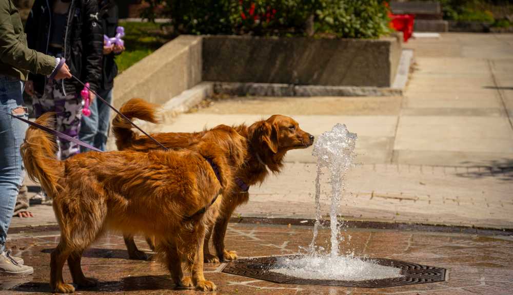 Two dogs sniff at the fountain.