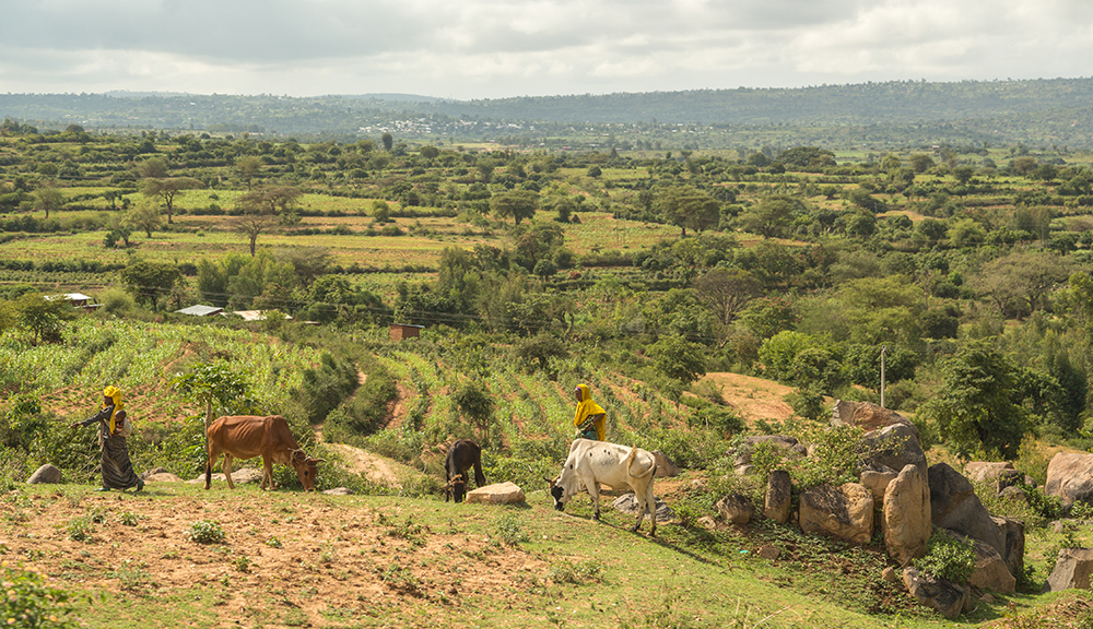 Scenic photo of farmers in Ethiopia