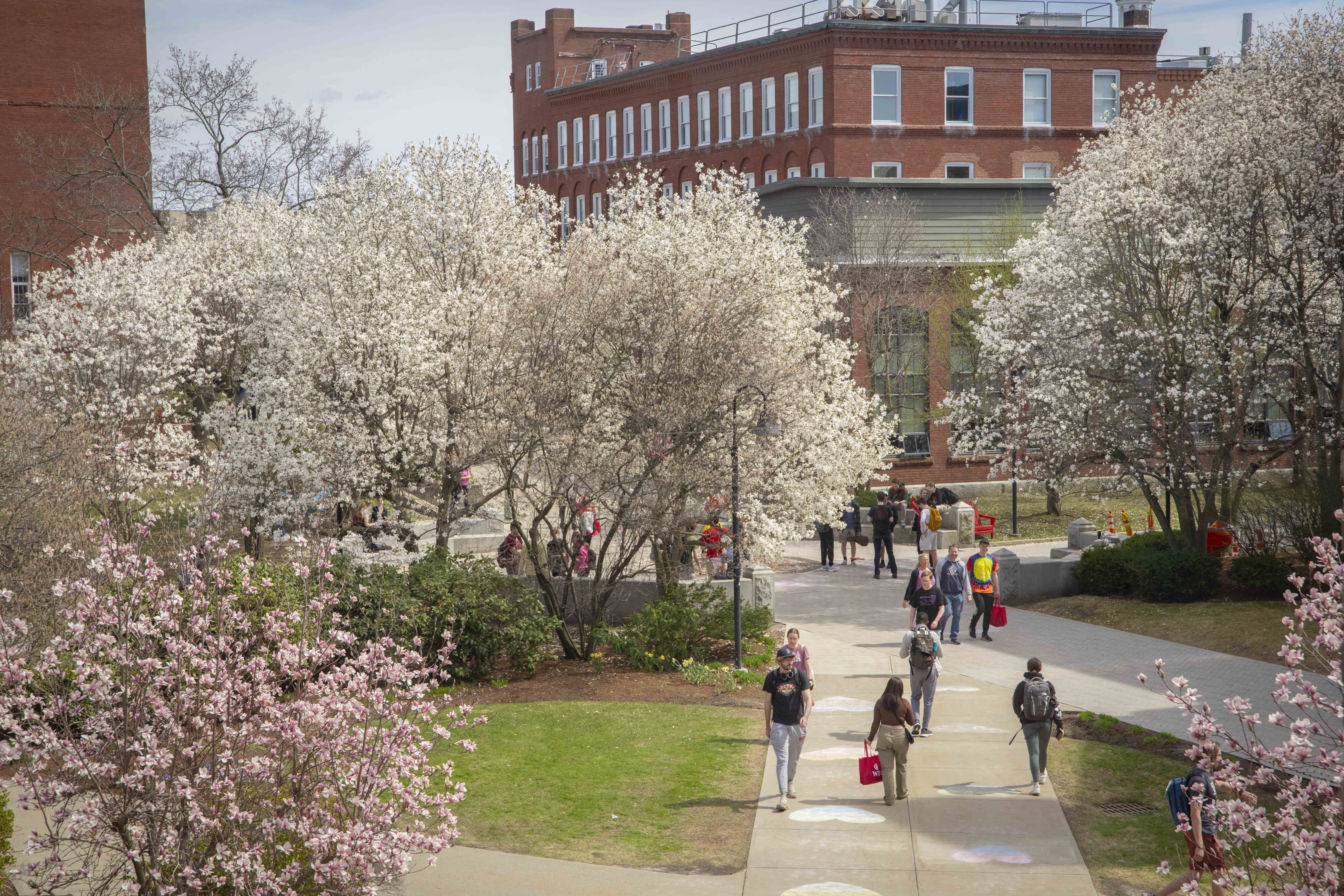 Overhead view of campus with flowering trees
