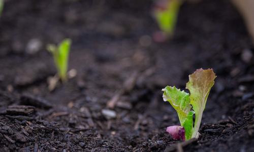 lettuce growing