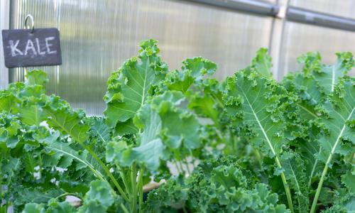 kale growing in greenhouse