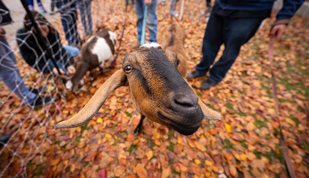 A brown goat looks up at the camera with piles of leaves in the background.