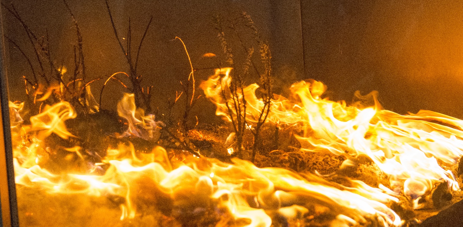 wildfire