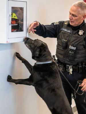 Black Labrador Retriever sniffs wall-mounted defibrillator device pointed out by police officer