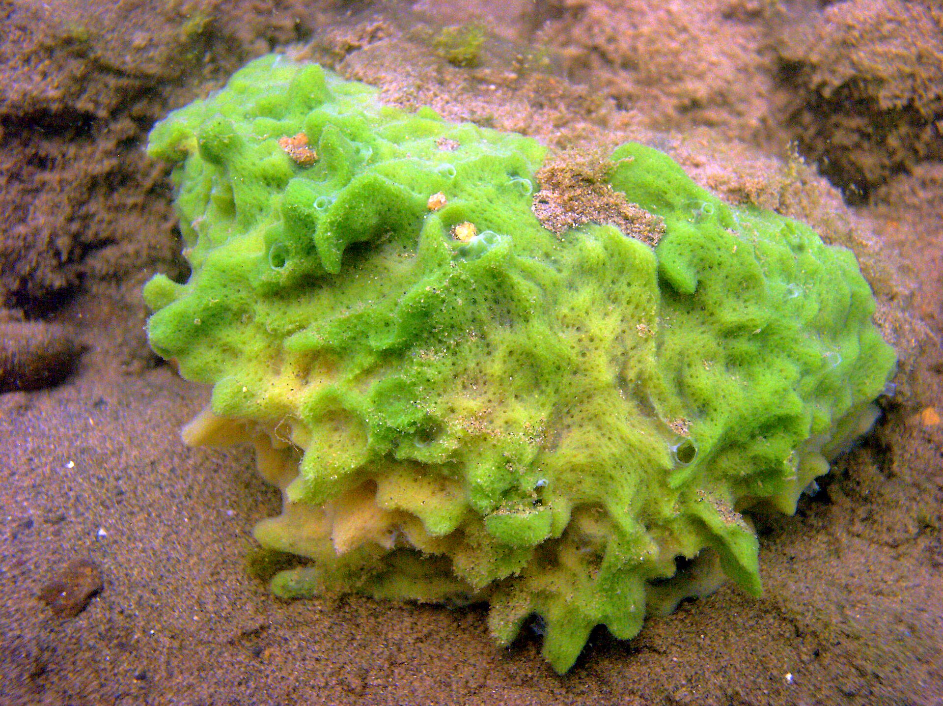 fresh water spong