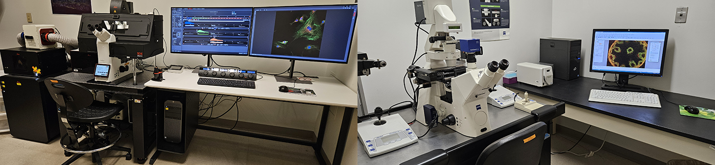 Leica Stellaris 8 microscope (left), Zeiss Axiovert 200M microscope (right)