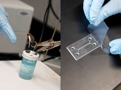 The biosensor, left, uses antibodies attached to an electrode to detect the C. diff bacteria. The channels etched into the acrylic microfluidic device will bring even tiny samples to the electrode, locsated in the chambers at either end.
