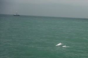 A pair of Chinese while dolphins observed by the project team.