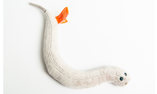 da worm’: Caenorhabditis elegans is a nonparasitic roundworm