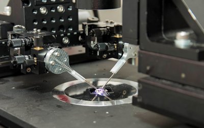 A close-up of the optical fiber optical tweezers. The two fibers project intersecting beams of laser light to create a three-dimensional optical trap that can hold and move individual cells.
