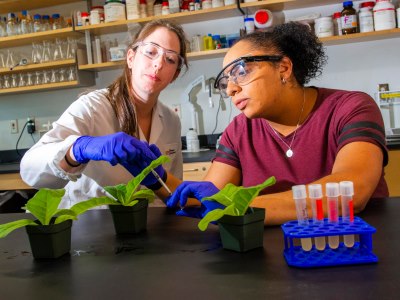 McKee and Alarondo use a syringe to inject agrobacterium, a microorganism that can genetically transform plant cells, into a tobacco plant. They use the same technique to modify cells of the Pacific Yee tree.