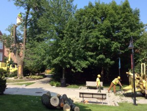 A tree worker in an elevated bucket, at left, used a chainsaw to cut limbs, while others fed the cut pieces into a wood chipper parked in front of Olin Hall.