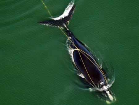 A project team came up with specifications for vertical lobster fishing ropes that pose less danger to the North Atlantic Right whale.