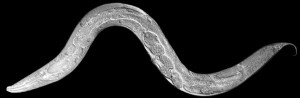 A major portion of the nematode’s cellular architecture is dedicated to its nervous system; approximately 302 of its 1,000 cells are neurons.