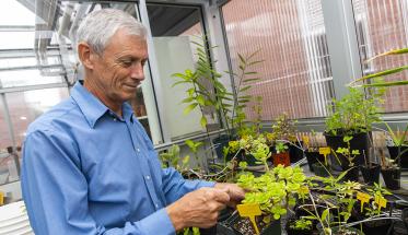Mike Bocka observes a plant in the WPI greenhouse atop Salisbury Labs.