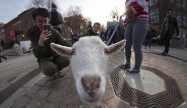 A white goat looks at the camera near the fountain while a student takes a photo of it with a cell phone.