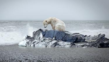 A polar bear on an ice floe. (Getty Images)