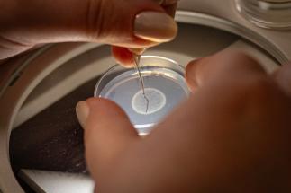 Petri dish in a laboratory