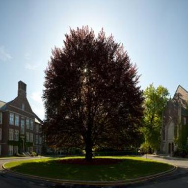 image of beech tree in full leaf on campus