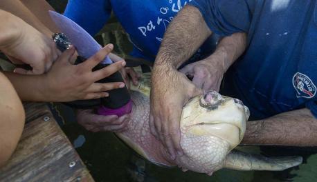 Sea Turtle Prosthetic