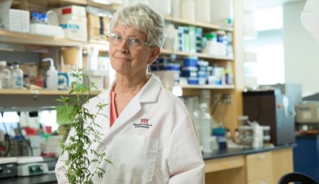 WPI biologist Pamela Weathers with the plant Artemisia annua, or sweet wormwood, which performed better that the frontline drug against the tropical disease schistosomiases in a clinical trial she helped run in Africa.