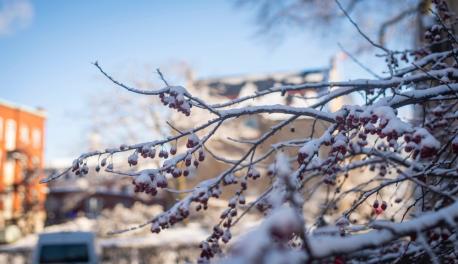 A close-up photo of branches with some red berries laced with snow on top, and Boynton Hall blurred in the background.