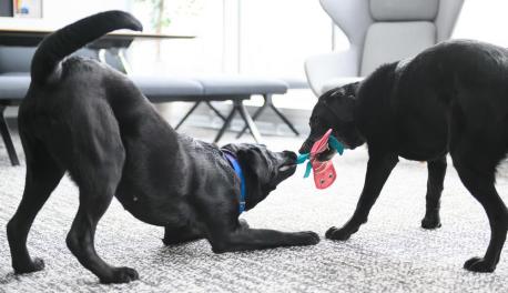 Two black Labrador Retrievers play tug-of-war with a blue and red toy