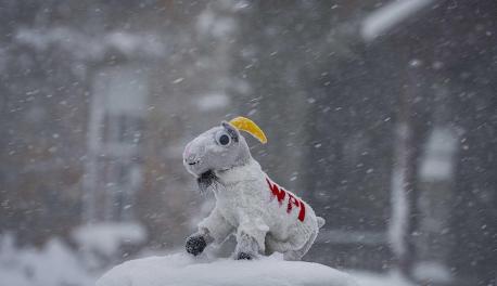 A stuffed Gompei the Goat sits in the middle of a snowstorm.
