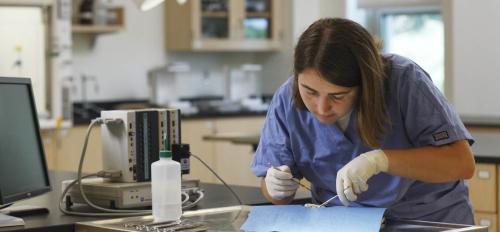 Biomedical Engineering Student working with scalpels