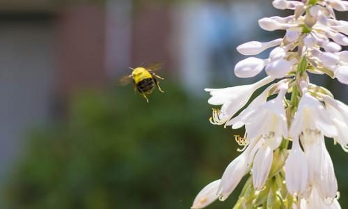 A bumblebee flies next to a white flower with a blurred-out background.